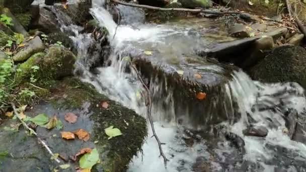 Ruisseau Orageux Dans Une Forêt Montagne — Video