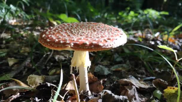 Red Fly Agaric Mountain Forest — Stock Video