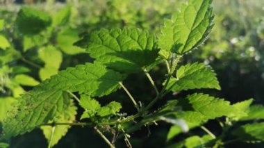 Güneş ışığında sulu ısırgan otu yaprakları