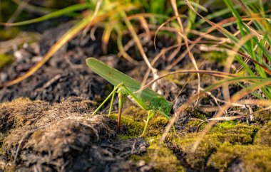 Yaşamın Devamı başlıklı manzara 