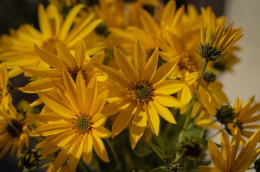 Çiçek açan Kudüs enginarının parlak çiçekleri