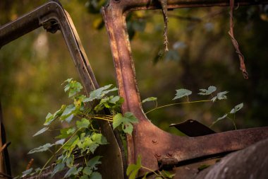 Çalılıklarda terk edilmiş paslı bir cip.