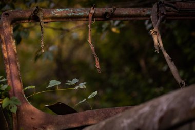 Çalılıklarda terk edilmiş paslı bir cip.