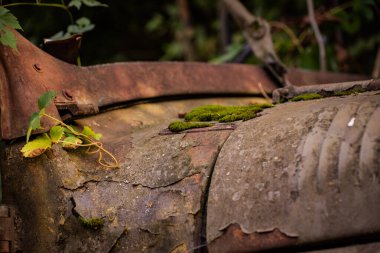 Çalılıklarda terk edilmiş paslı bir cip.