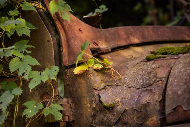 Çalılıklarda terk edilmiş paslı bir cip.