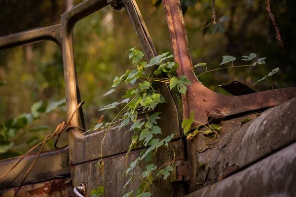 Çalılıklarda terk edilmiş paslı bir cip.