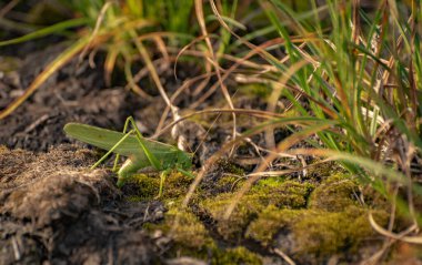 Çekirgeler yumurtalarını toprağa bırakırlar.