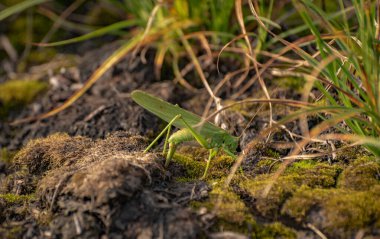 Çekirgeler yumurtalarını toprağa bırakırlar.