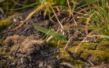 Çekirgeler yumurtalarını toprağa bırakırlar.