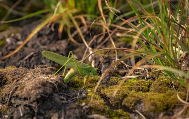 Çekirgeler yumurtalarını toprağa bırakırlar.