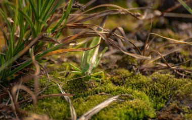 Çekirgeler yumurtalarını toprağa bırakırlar.
