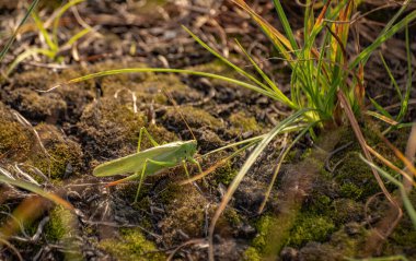 Çekirgeler yumurtalarını toprağa bırakırlar.