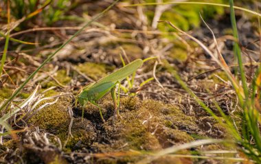 Çekirgeler yumurtalarını toprağa bırakırlar.