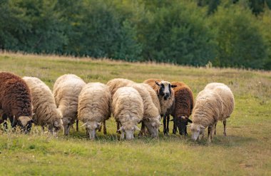 Sonbahar dağlarında otlakta koyunlar