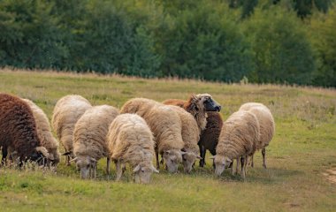 Sonbahar dağlarında otlakta koyunlar