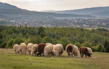 Sonbahar dağlarında otlakta koyunlar