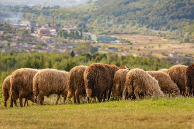 Sonbahar dağlarında otlakta koyunlar