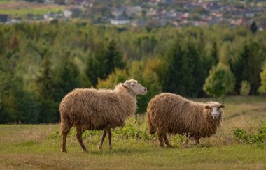 Sonbahar dağlarında otlakta koyunlar
