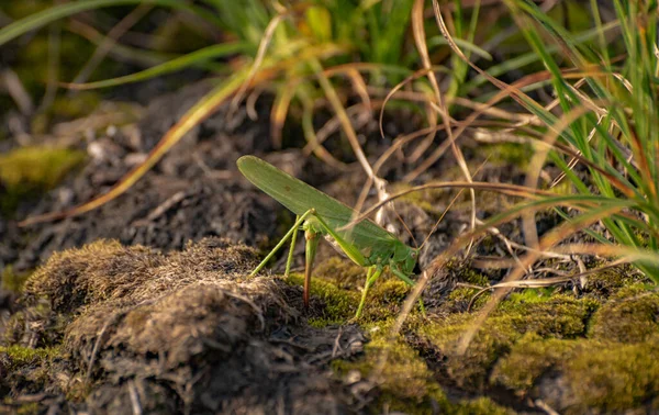 Çekirgeler yumurtalarını toprağa bırakırlar.