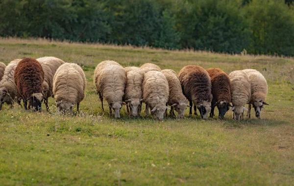 Ovelhas Pasto Nas Montanhas Outono — Fotografia de Stock