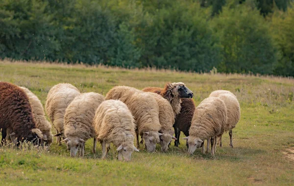 秋天山中的草场上放羊 — 图库照片