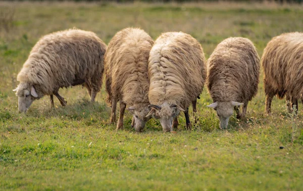 Ovelhas Pasto Nas Montanhas Outono — Fotografia de Stock