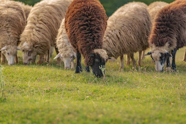 Ovelhas Pasto Nas Montanhas Outono — Fotografia de Stock