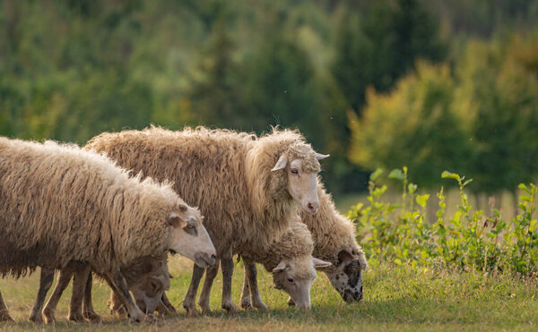 Овцы на пастбище в осенних горах