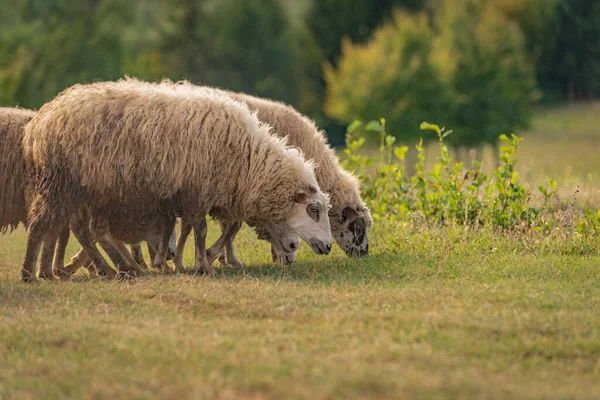 Sheep in the pasture in the autumn mountains