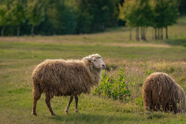 Ovelhas Pasto Nas Montanhas Outono — Fotografia de Stock