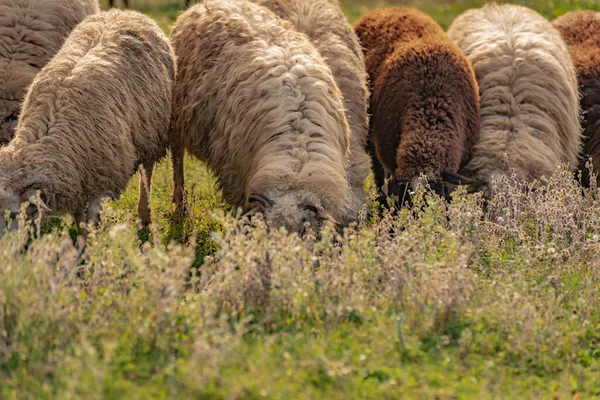 Får Hagen Höstfjällen — Stockfoto