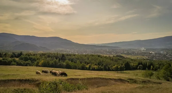 Вівці Пасовищі Осінніх Горах — стокове фото