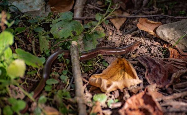 Lizard Anguis Dans Une Forêt Montagne — Photo