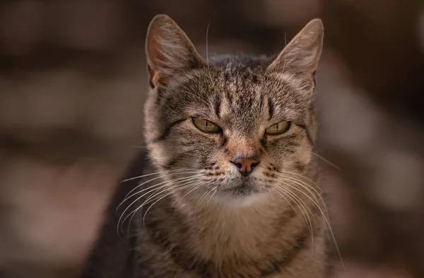 Nahaufnahme Porträt Einer Hauskatze — Stockfoto