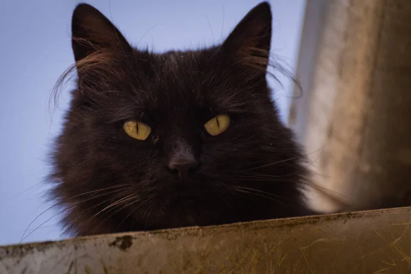 Nahaufnahme Porträt Einer Hauskatze — Stockfoto