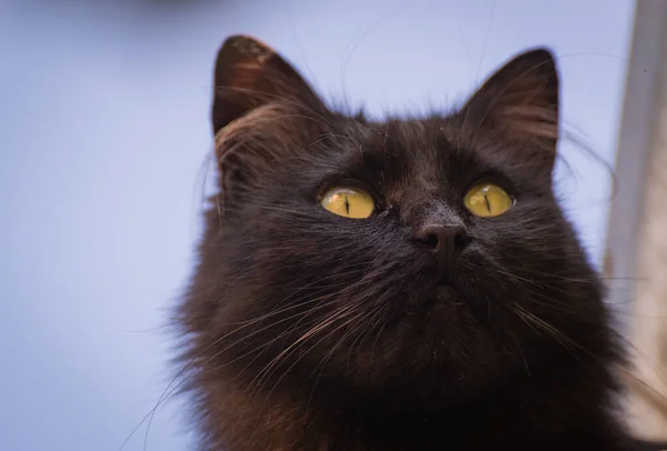 Close Portrait Domestic Cat — Stock Photo, Image