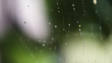 Güneş ağda damlalarla oynuyor