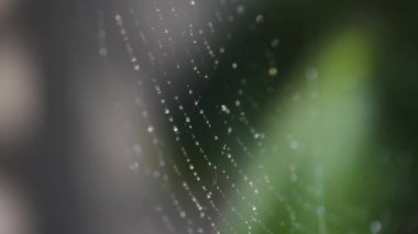 Güneş ağda damlalarla oynuyor