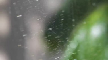 Güneş ağda damlalarla oynuyor