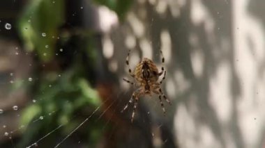 Güneş ağda damlalarla oynuyor