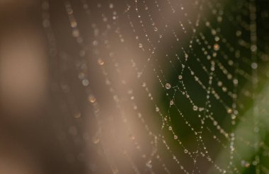 Güneş yağmurdan sonra örümceğin ağıyla oynar