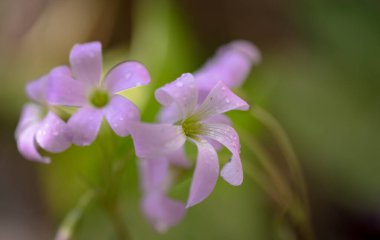 Mor üçgen asitten çiçek açıyor. Yakın plan. 