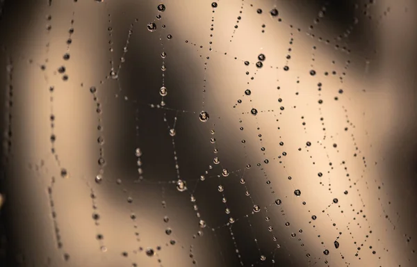 The sun plays on the spider's web after the rain