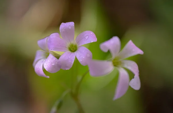 Floraison Fleur Violet Acide Triangulaire Gros Plan — Photo