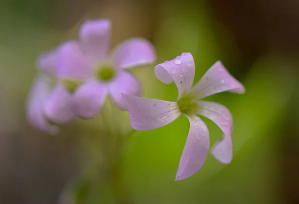 Ανθισμένο Λουλούδι Από Πορφυρό Τριγωνικό Όξινο Κοντά — Φωτογραφία Αρχείου