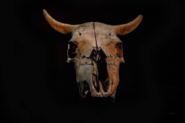 Cadılar Bayramı atmosferli inek kafatası