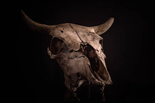 Cow skull with a Halloween atmosphere