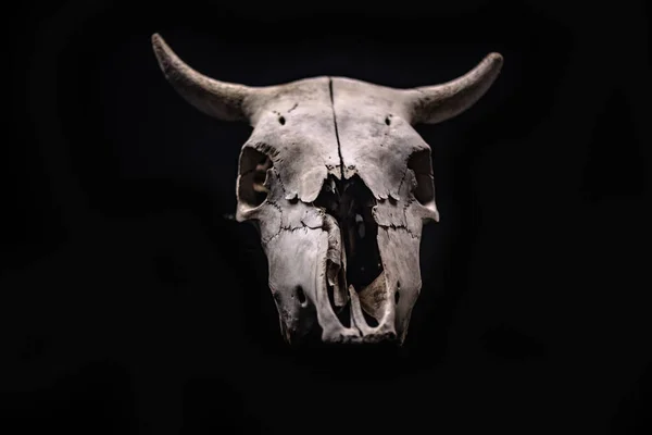 ハロウィンの雰囲気の牛の頭蓋骨 — ストック写真