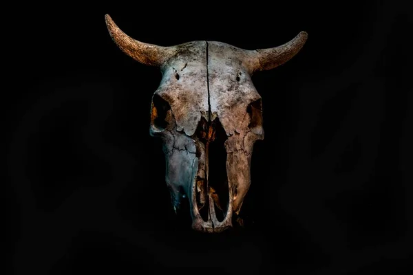ハロウィンの雰囲気の牛の頭蓋骨 — ストック写真