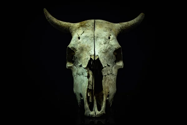 Cow skull with a Halloween atmosphere